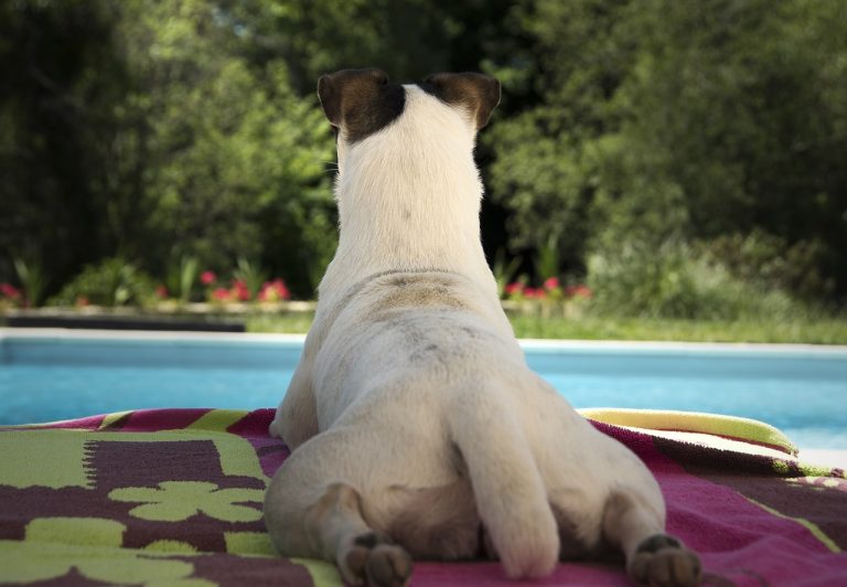 Comment choisir et utiliser une piscine pour votre chien ?